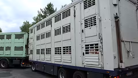 Tiere in engen Tiertransportern auf dem Weg zum Schlachthof