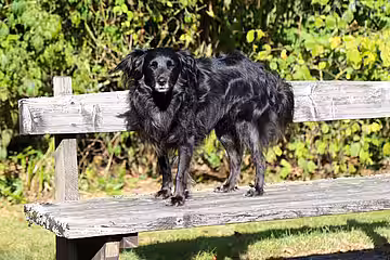 Oscar hat eine tolle Familie gefunden und führt ein sorgloses Leben.