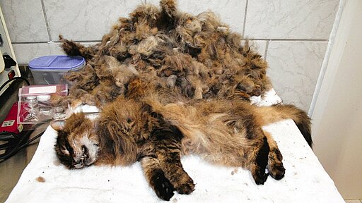Dieser komplett verfilzten Main Coon-Katze hat der Tierarzt unter Narkose 400 Gramm Filz ausgekämmt.
