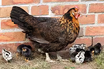 Während Hybridhühner fast nie brüten sind die meisten Rasse- und Mixhühner gute Glucken. 