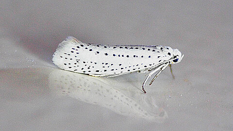 Gespinstmotte der Gattung Yponomeuta