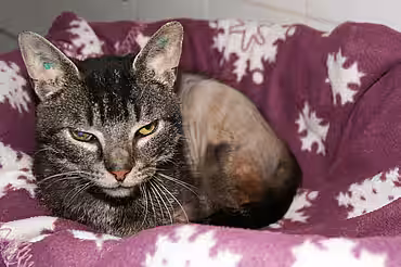 Kater Lenny Kater Lenny