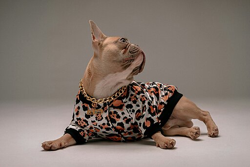 Eine Französische Bulldoge in einem Hundekonstüm