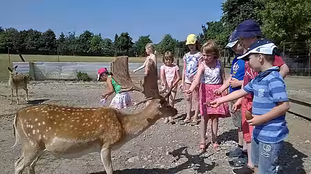 Auslug zu den Dammhirschen