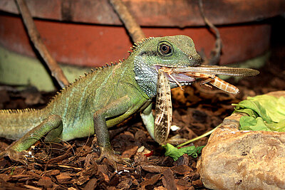 Grüne Wasseragame 