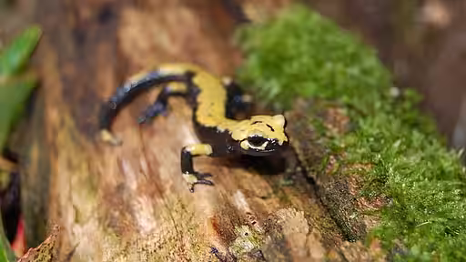 Der Aurora-Alpensalamander