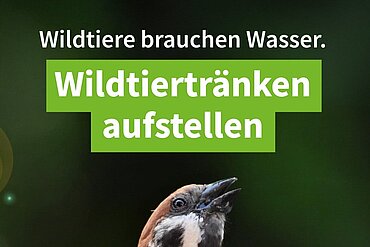 Tränken für Wildtiere Tränken für Wildtiere