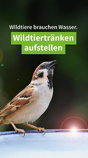 Tränken für Wildtiere