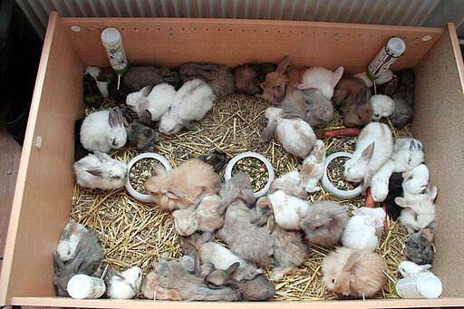 Kaninchenbabys von Frank S.