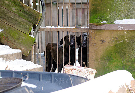 Hunde auf dem Kasernengelände in Vitzeroda