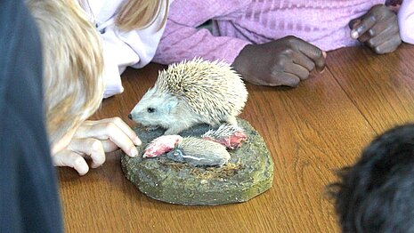 Nach 35 Tagen bringt eine Igelin durchschnittlich vier Junge zur Welt, die sie etwa 42 Tage lang säugt.
