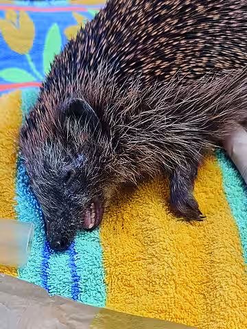 Igel mit Atemnot.