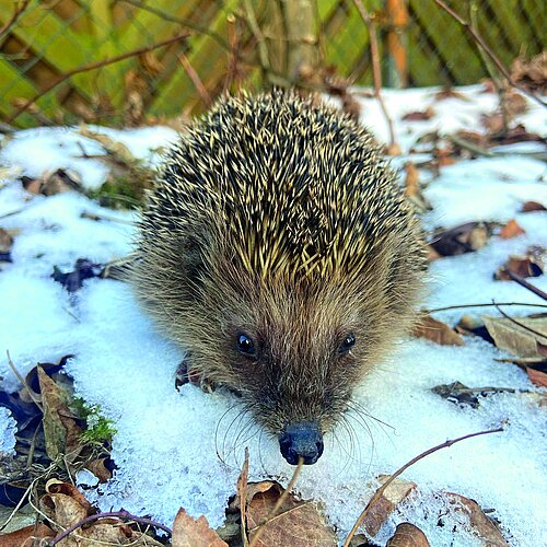 Igel im Schnee