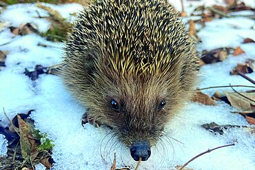 Igel im Schnee