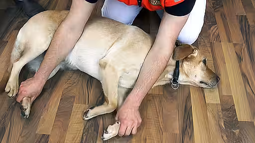 Der Haltegriff beim Hund.