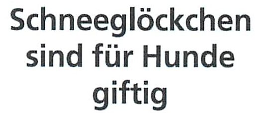 21.03.2025 | Frankenberger Allgemeine | Schneeglöckchen sind für Hunde giftig