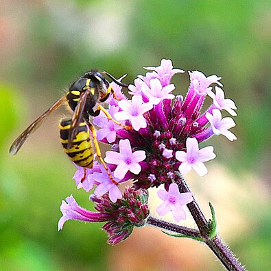 Wespe trinkt Blütennektar