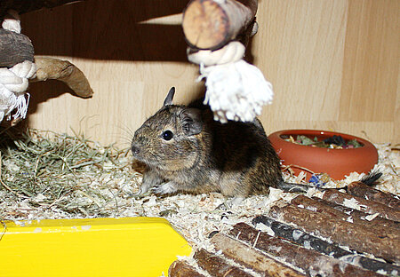 Degu im Tierheim aktion tier Zossen