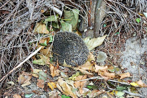 Dieser Igel schlüpft gerade in sein Nest.