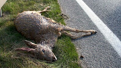 Wildtiere, die kopflos vor dem Silvesterkrach fliehen, können leicht überfahren werden.