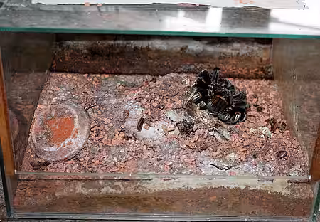 Verhungerte und verdurstete Vogelspinne