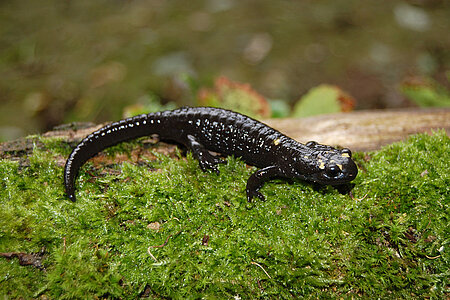 Ein schwarzer Salamander sitzt auf Moos.