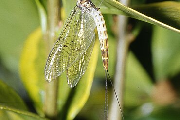 Dänische Eintagsfliege Ephemera danica.