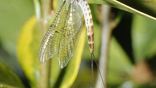 Dänische Eintagsfliege Ephemera danica.