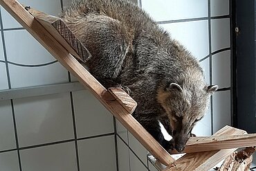 Nasenbär in der aktion tier Wildtier- und Artenschutzstation Sachsenhagen 