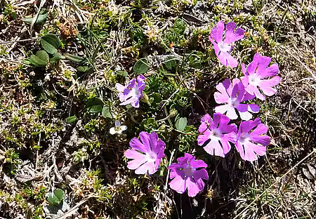 Zwerg-Primel (Primula minima)
