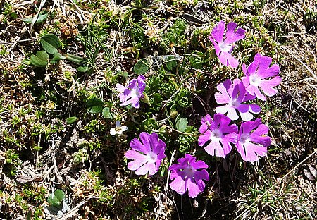 Zwerg-Primel (Primula minima)