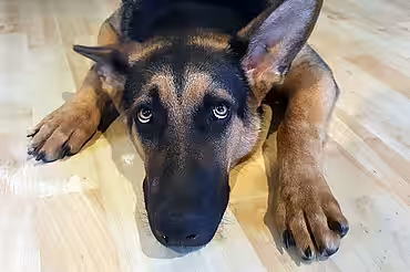 Hundebesitzer können ihr ängstliches Tier an Silvester unterstützen.