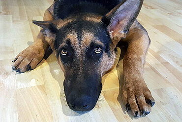 Hundebesitzer können ihr ängstliches Tier an Silvester unterstützen.