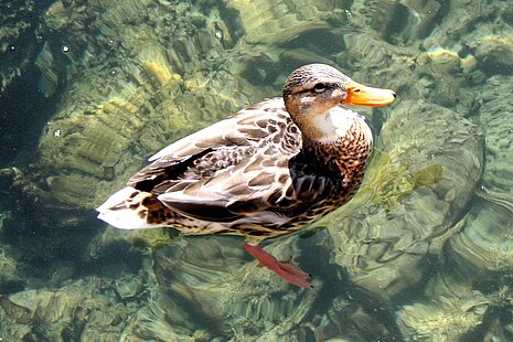 Dank der eingefetteten Deckfedern bleiben die Daunen selbst im Wasser immer trocken.