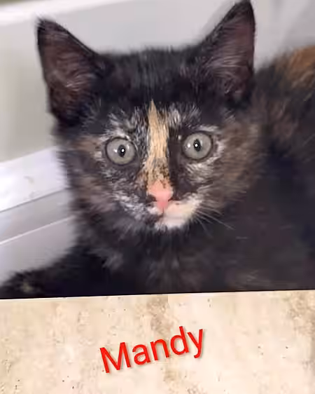 Kitten Mandy Kitten Mandy