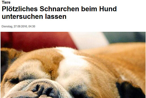 Focus: "Plötzliches Schnarchen beim Hund untersuchen lassen"