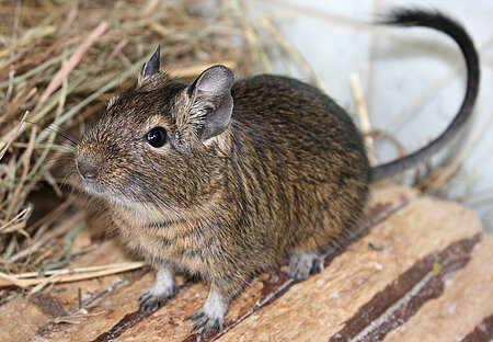 Degu