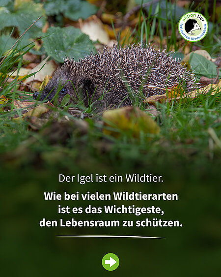 Der Igel ist ein Wildtier. Wie bei vielen Wildtierarten ist es das Wichtigeste, den Lebensraum zu schützen.