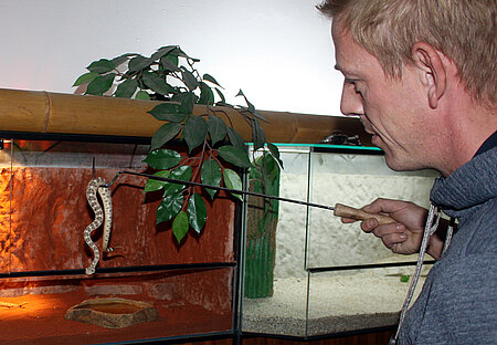 Marko Hafenberg beim Umsetzen einer Klapperschlange