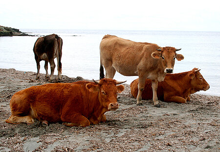 Freilaufende Rinder auf Korsika 