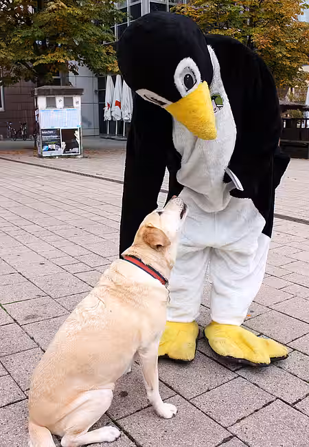 Hund und Pinguin