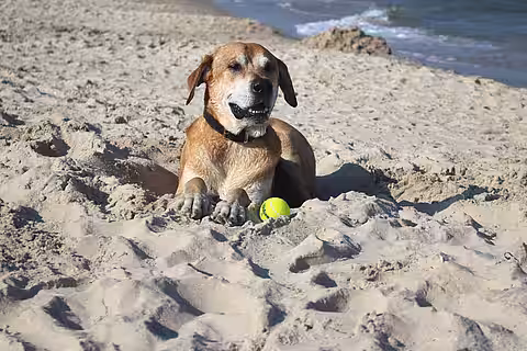 Ist Ihr Hund gechippt?