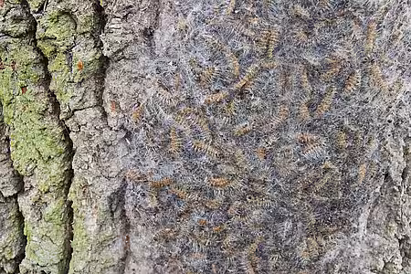 Im Nest ruhende Raupen. Raupen im Nest