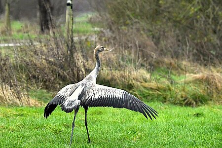 Die Anlaufstrecke dieser großen Vögel ist sehr groß.