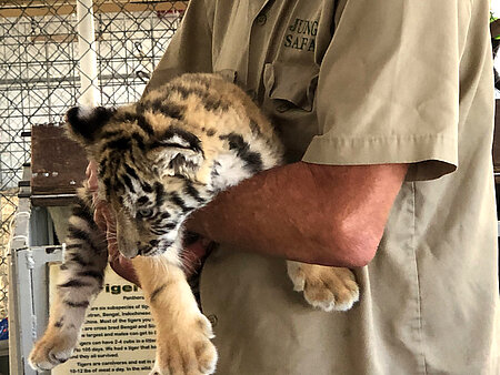 Für Selfies mit Tigerbabys zahlen die Parkbesucher meistens Geld.