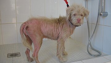 Viele aufgefundene oder abgegebene Streunerhunde müssen erst einmal aufgepäppelt werden.