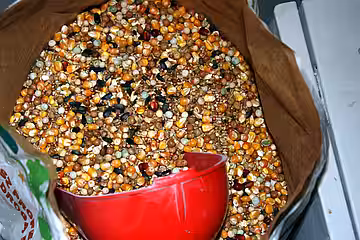 Artgerechtes Taubenfutter