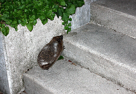 Igel auf einer Treppe