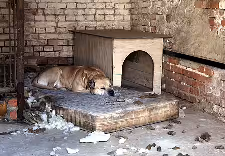 Leider kommen tierquälerische Hundehaltungen in Deutschland immer wieder vor.