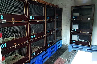 In diesen Boxen schlafen die Igel. 